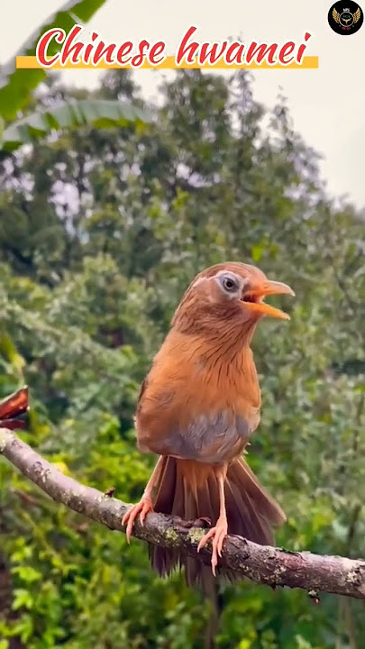 Suara Burung Hwamei Cina #suaraburung #panggilanburung #alam #burungliar #faktaburung