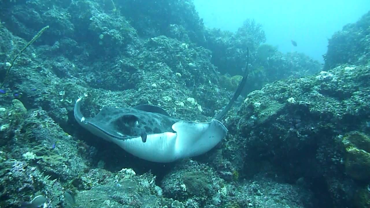 Blotched Fantail Ray YouTube
