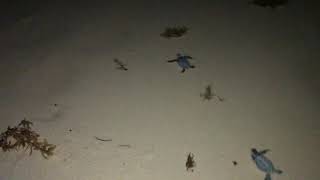 BABY SEA TURTLE RESCUE IN CANCUN AFTER HURRICANE GRACE!!!  8/21/2021 (the CUTE part is near the end)