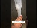 علاج التهاب الوتر عند الخيل