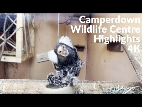 Highlights: Camperdown Wildlife Centre, Dundee | 4K