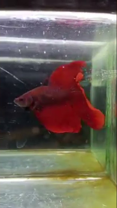 IKAN CUPANG HM RED TERCANTIK ||2022|| #cupangindonesia #cupanghias #cupang #shorts #cupanghalfmoon