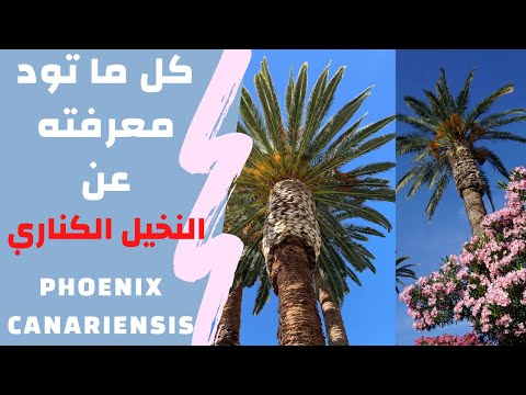 كل ما تريد معرفته عن النخيل الكناري Phoenix Canariensis