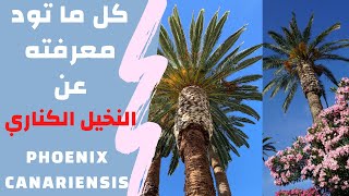 كل ما تريد معرفته عن النخيل الكناري Phoenix Canariensis