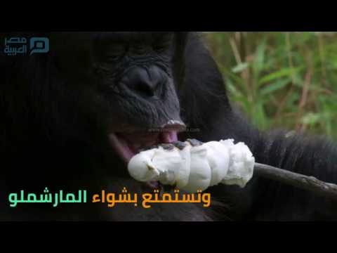 مصر العربية بونوبو قرد يطهي الطعام و يعزف الموسيقي