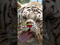 【ダウン症の動物の見た目🐱】 #雑学 #ダウン症 #downsyndrome #トリビア