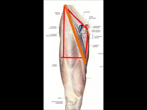 Anatomie de la région inguinale