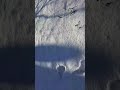 Чеснок под снегом.