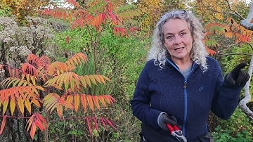 Maintenance Fall, Part 1 - Nordic Food Forest 9 Years Old - What Have I Learned SERIES