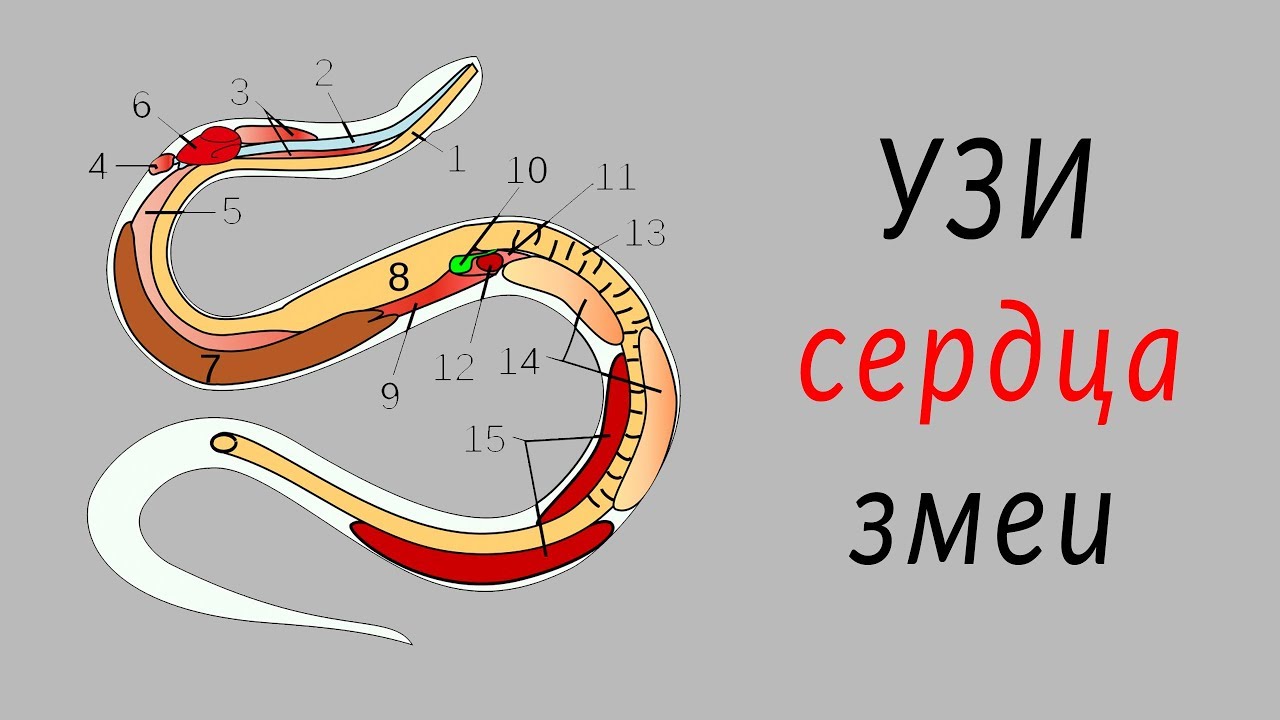 Легкие у змей. Сердце у змей. Сердце змеи анатомия. Где у змеи сердце.