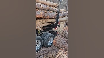 Just Loaded‼️ #logger #trending #tree #logginglife #logging #excavator #loggingtruck #shortpants