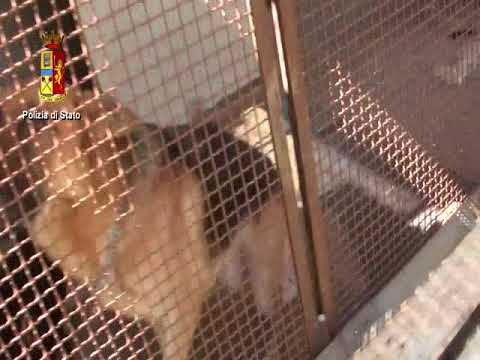 Video: Il Circo Degli Stati Uniti Paga Multe Per Risolvere L'accusa Di Abuso Di Animali