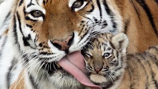 ТОП 5 лучшие видео смешные милые тигрята. ТОП 5 лучшие видео смешные милые тигрята.