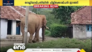 നെല്ലിയാമ്പതി എവിടി എസ്റ്റേറ്റിന് സമീപം ചില്ലിക്കൊമ്പന്‍ ഇറങ്ങി