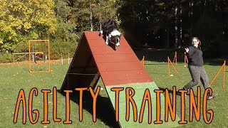 LAST TRAINING AT SYRIUS | Agility Training #52 by Little Riley 214 views 6 years ago 1 minute, 24 seconds