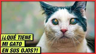 ¡CUIDADO CON LAS CATARATAS FELINAS! 😺 LA GATERÍA TV by La Gatería TV 6,051 views 1 year ago 8 minutes, 3 seconds