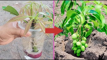 5 Surprising Methods to Grow Mango Trees You Won’t Believe!