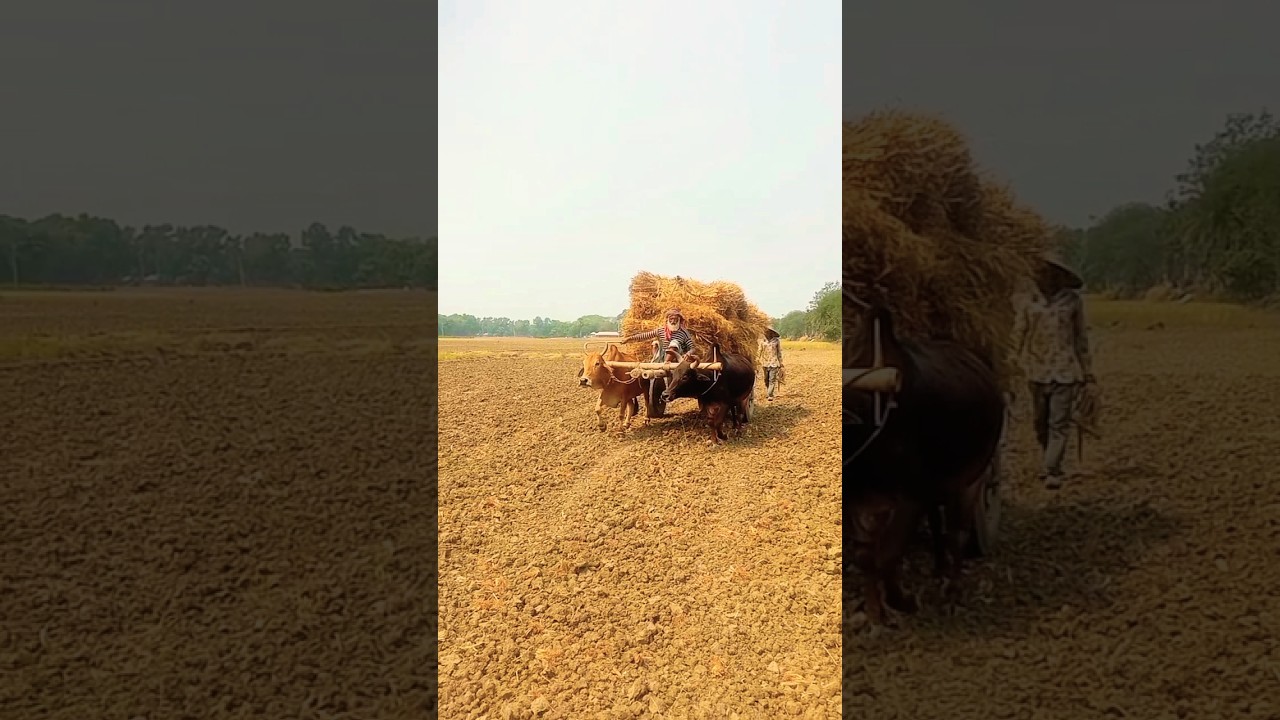 The Timeless Bullock Cart: A Glimpse Into Rural Tradition।