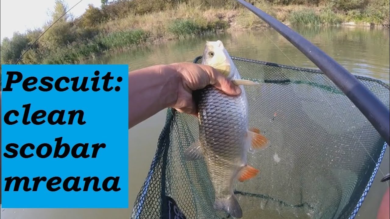 Pescuit la pluta - clean, mreana, scobar. - YouTube