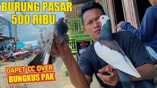 BELI MERPATI DI PASAR HARGA SETENGAH JUTA LANGSUNG BUNGKUS