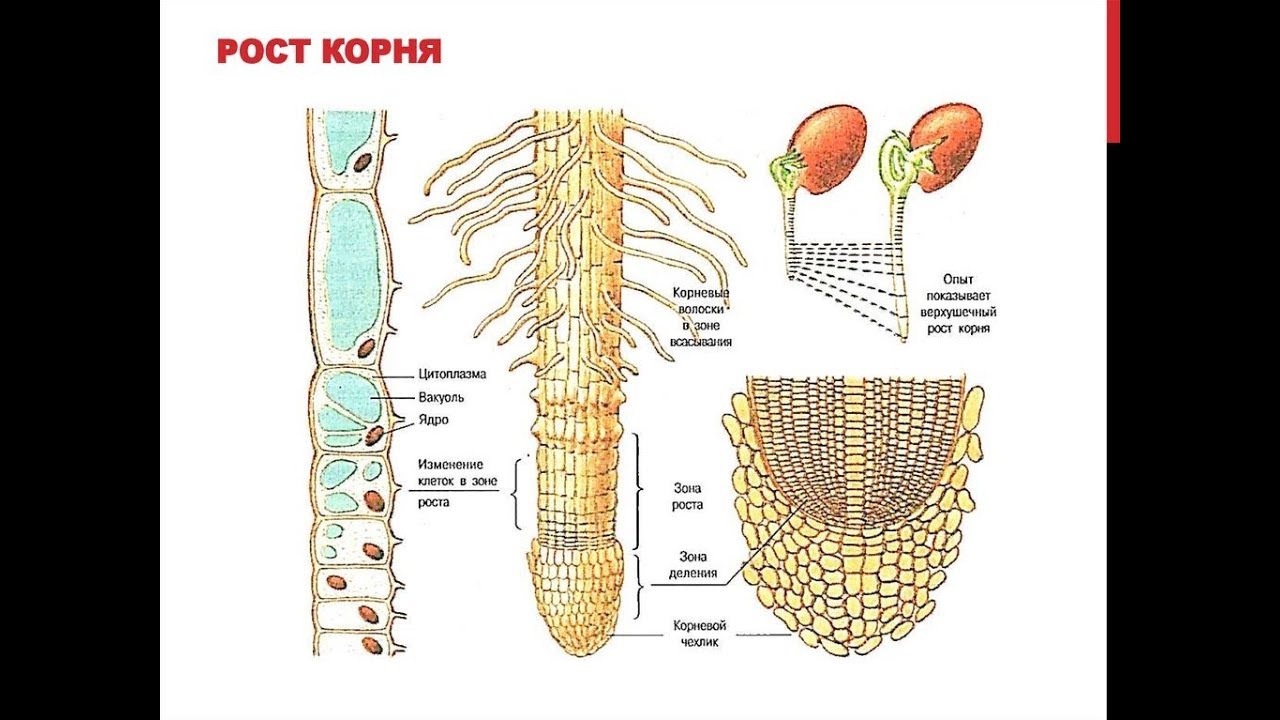 Характерный рост корня. Схема развития корня. Строение точки роста корня. Строение клетки корня растения. Зона роста корня строение.