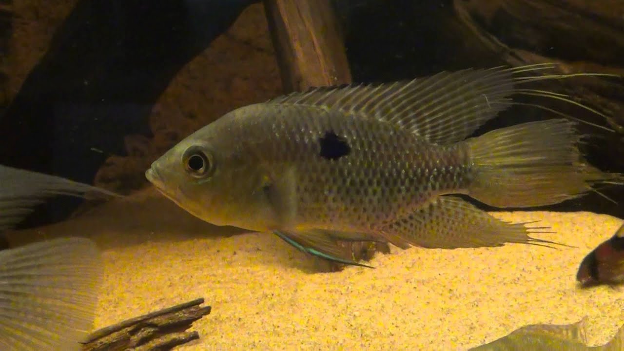 Chaetobranchus flavescens Hona Hane YouTube