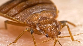 Quick Bedbug Trap, The Williams Method