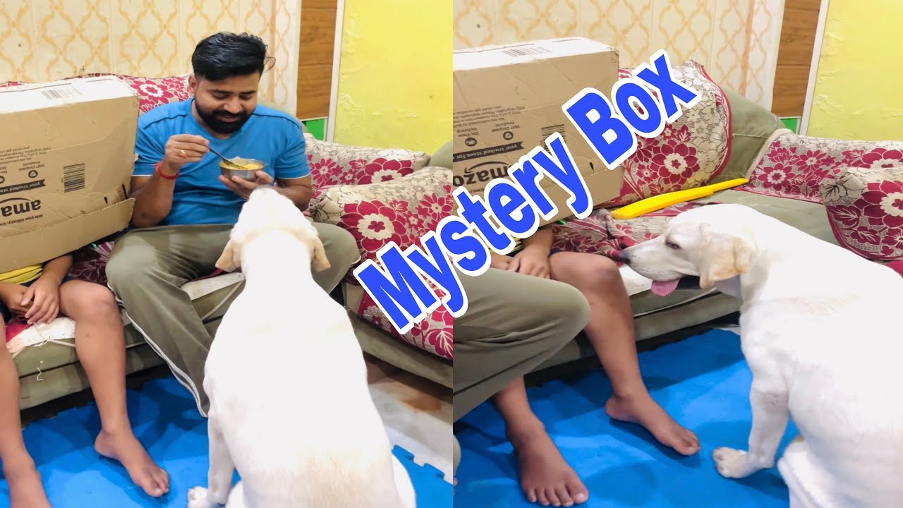 Cute Bella Totally Confused by the Mystery Box 😍🎁#MysteryBoxChallenge #PetSurprise #shorts #doglover