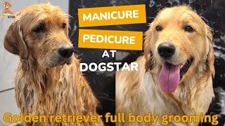 How to groom Golden Retriever | Manicure & Pedicure of a Golden Retriever | Full body luxury bath