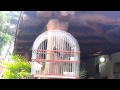 Pico e Plata Negro Canto Tinaquillo Ejemplar El Merecure