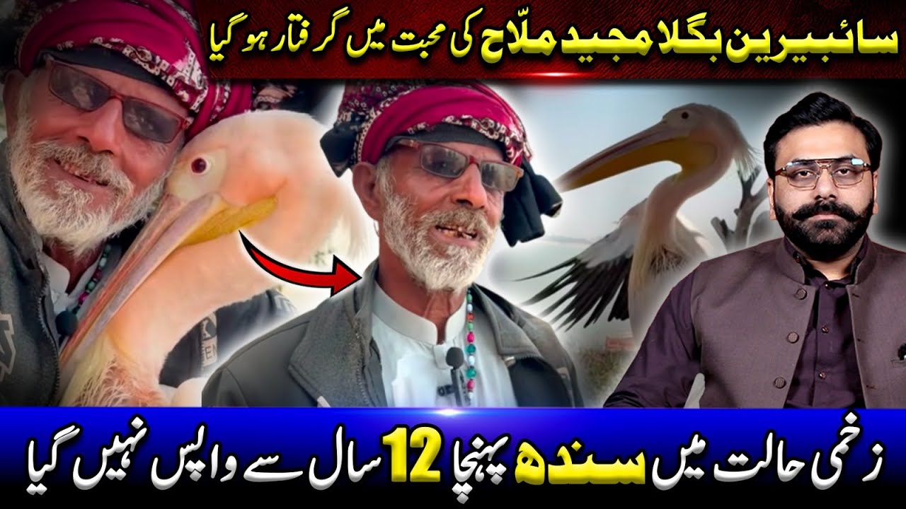 Siberian Bagla Majeed Mallah Ki Muhabbat Me Giraftar Ho Gya.