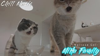 [Chillout with kittens] Dessert Time Chill Music, Background, Work, Sleep