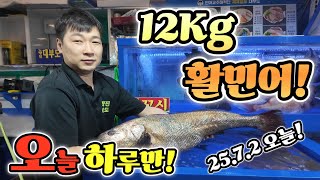 노량진 수산 어시장 활 민어 12kg! 가격 말이돼?25.7.2 최신 영상! 돌돔 이벤트 딱 오늘 하루만! Korean Fish market channel