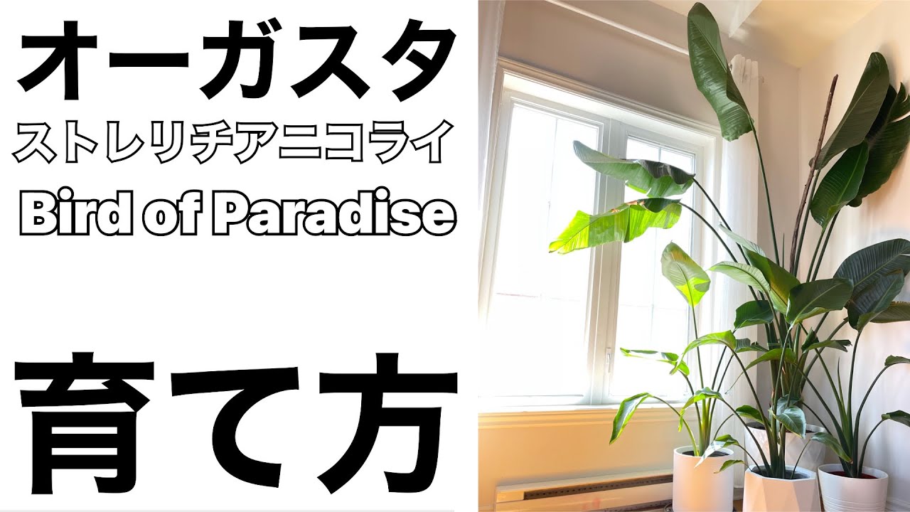 オーガスタ ストレリチアニコライの育て方 基本情報 Bird Of Paradise 観葉植物 Youtube