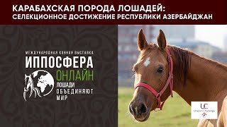 Карабахская порода лошадей: селекционное достижение Республики Азербайджан