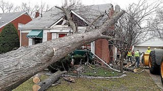 Dangerous Idiots Tree Felling Fails With Chainsaw, Heavy Big Tree Removal Fails Falling On Houses