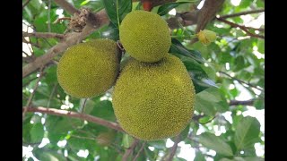 Top 10 Ways to Plant Breadfruit