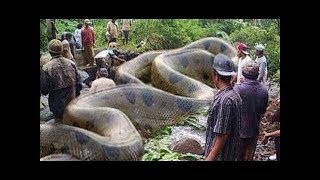 WEIRDEST DISCOVERIES MADE IN THE JUNGLE