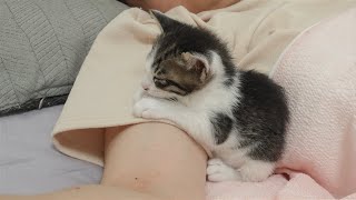 A Baby Kitten's Cute Behavior When They Sleep in a Weird Position