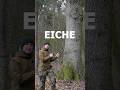 Welche Eiche ist es? Baumarten erkennen im Winter | #shorts