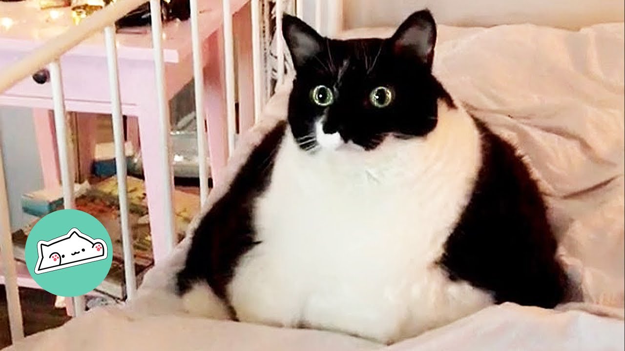 Round Like a Ball Cat Charms Everyone With Her Looks | Cuddle Cats