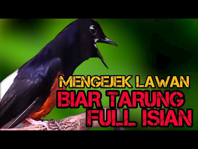 SUARA MURAI BATU GACOR MENGEJEK LAWAN BIKIN SEMUA MURAI SEKETIKA NYAUT TARUNG class=