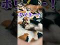 コーギーは眠れない「運命」 #柴犬 #コーギー #shibainu #柴犬スティーブ
