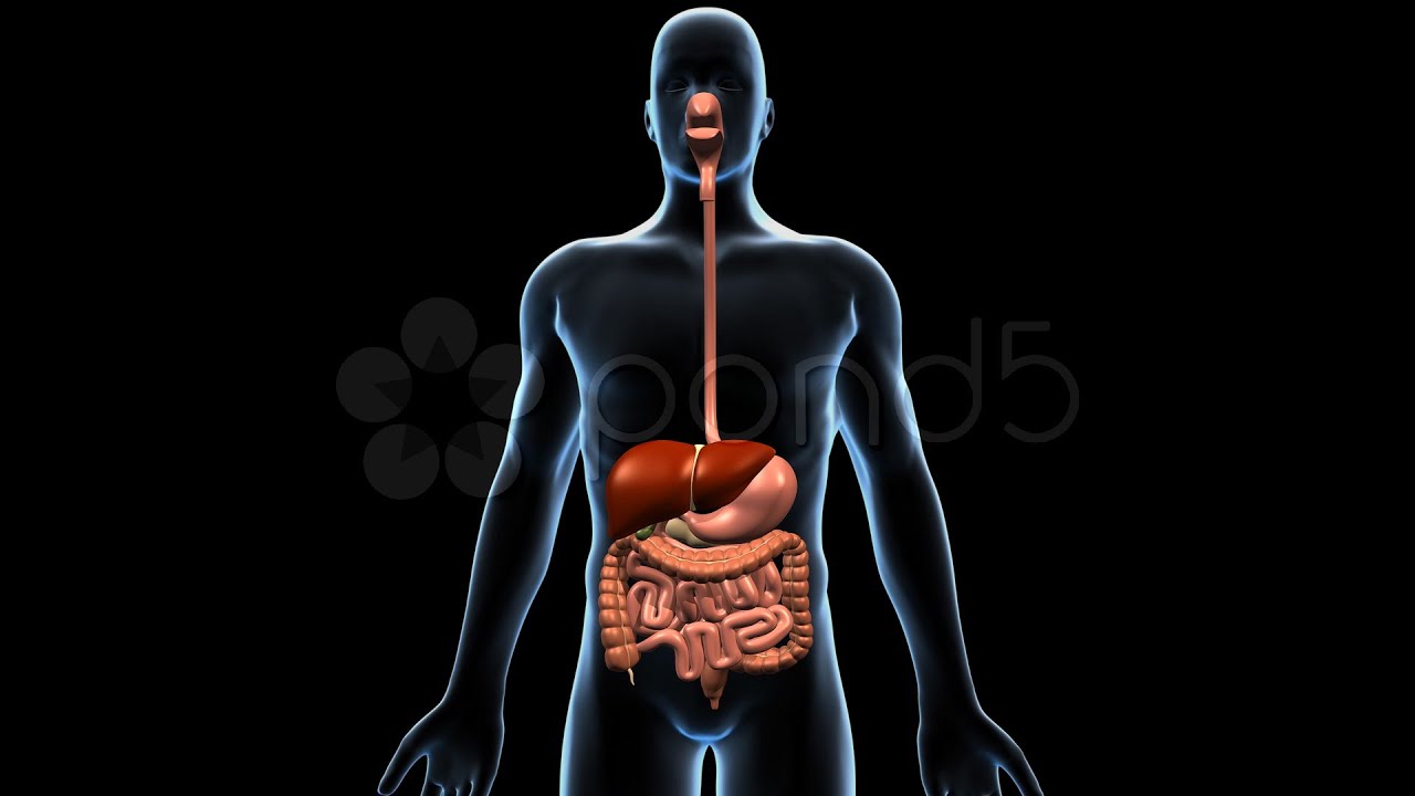 Digestive System With Liver and Pancreas, 360 Degree Rotation. Stock