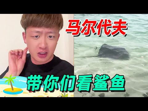 馬爾代夫系列開始啦！帶你們看黑鯊魚！原住民大哥用金槍魚吸引來了超大魔鬼魚！ #王小怪