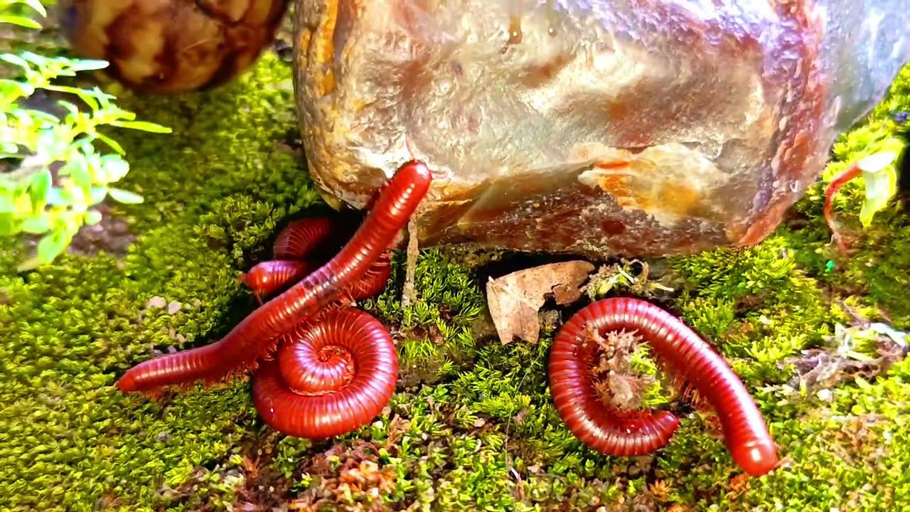 A Unique Close-up Meeting: Forest Millipede and Snail 