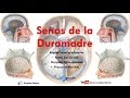 Anatomía - Senos de la Duramadre o Durales (Sagital Superior e Inferior, Cavernoso, Recto y  más)