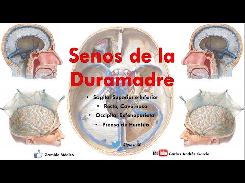 Video: ¿Inferior del seno sagital superior?