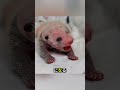 母パンダが双子の赤ちゃんを出産！🐼💖 100日間の感動の成長記録に涙…🥹#shortvideo