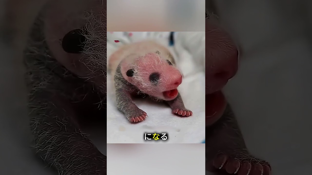 母パンダが双子の赤ちゃんを出産！🐼💖 100日間の感動の成長記録に涙…🥹#shortvideo